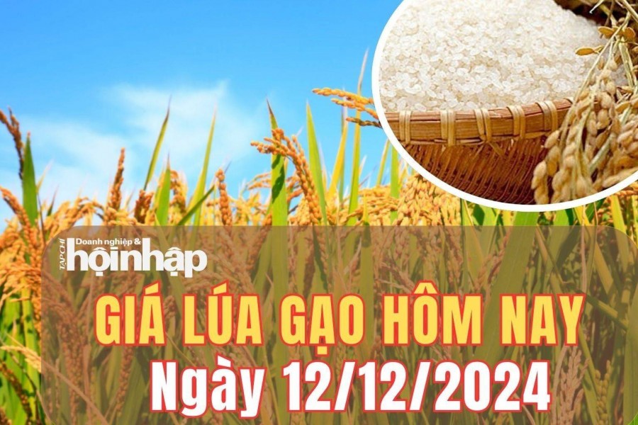 Giá lúa gạo hôm nay 12/12/2024: Giá lúa gạo duy trì ổn định