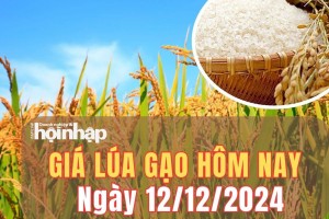 Giá lúa gạo hôm nay 12/12/2024: Giá lúa gạo duy trì ổn định