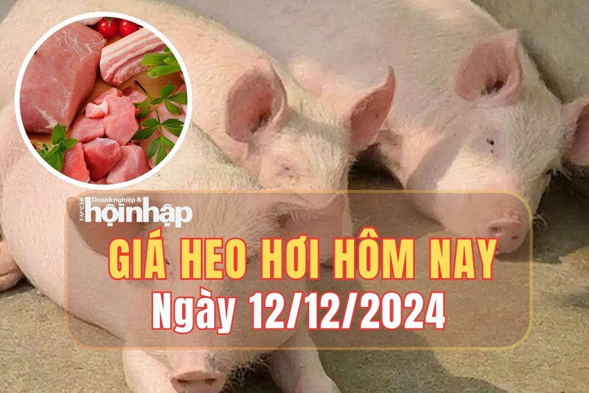 Giá heo hơi hôm nay 12/12/2024:
