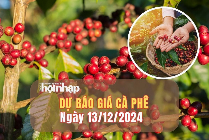 Dự báo giá cà phê 13/12/2024 Dự báo giá cà phê 13/12/2024