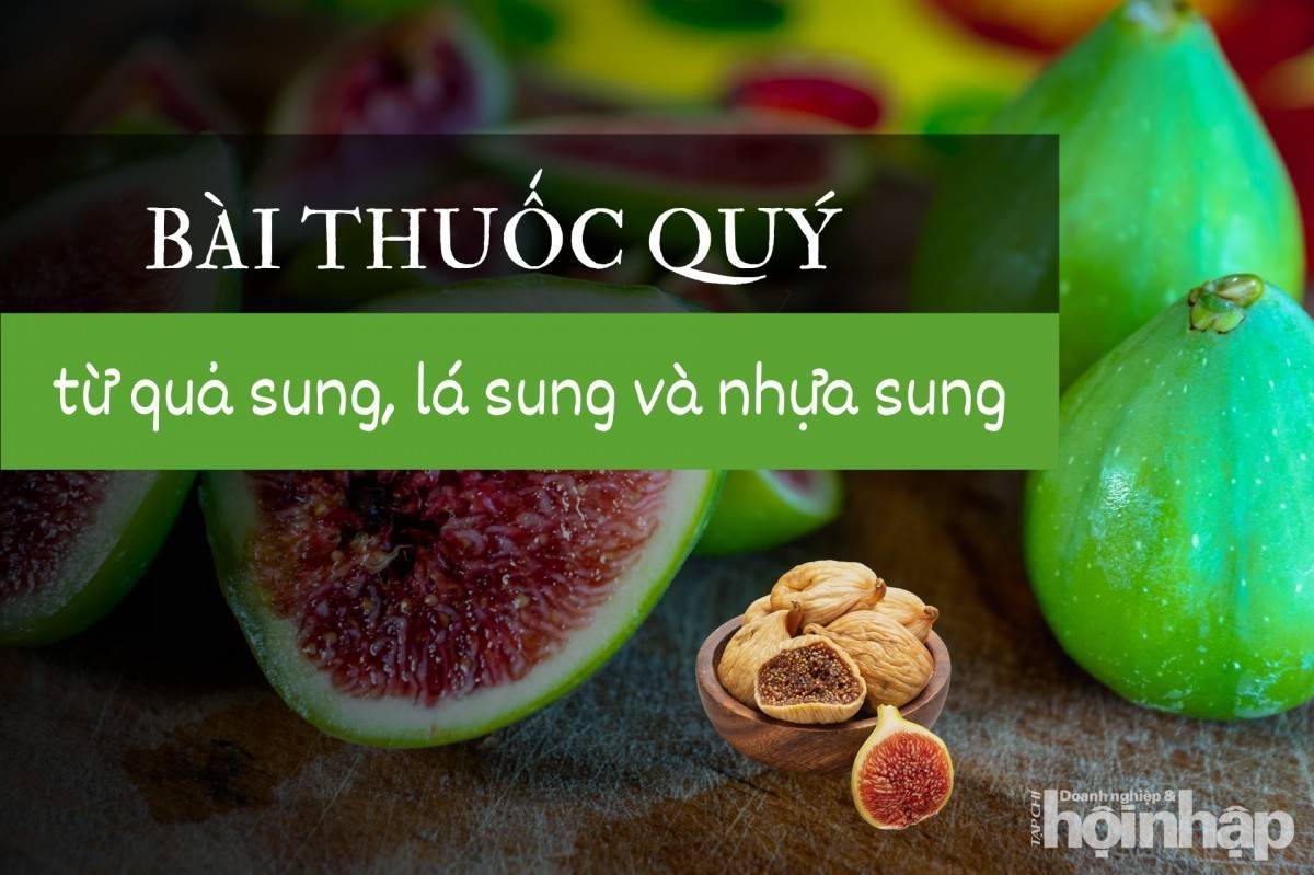 Bài thuốc quý từ quả sung, lá sung và nhựa sung