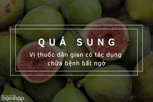 Quả sung: Vị thuốc dân gian có tác dụng chữa bệnh bất ngờ