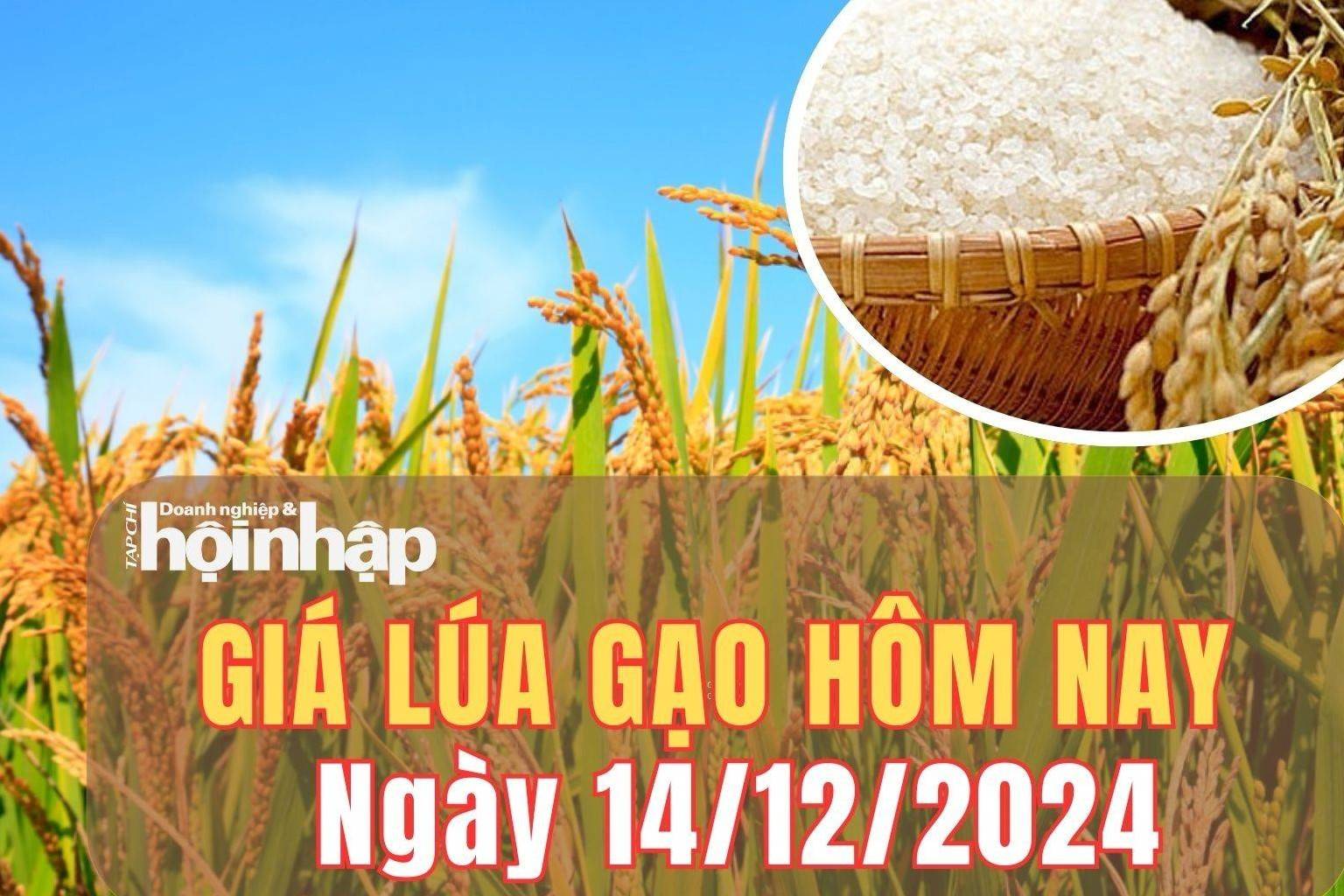 Giá lúa gạo hôm nay 14/12/2024: Giá lúa gạo trong nước điều chỉnh giảm 100 - 200 đồng/kg