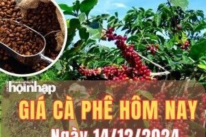 Giá cà phê hôm nay 14/12/2024: Giá cà phê trong nước tăng trở lại từ 700 - 1.000 đồng/kg