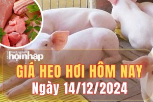 Giá heo hơi hôm nay 14/12/2024: Tại Đồng Tháp, giá heo hơi tăng 1.000 đồng/kg