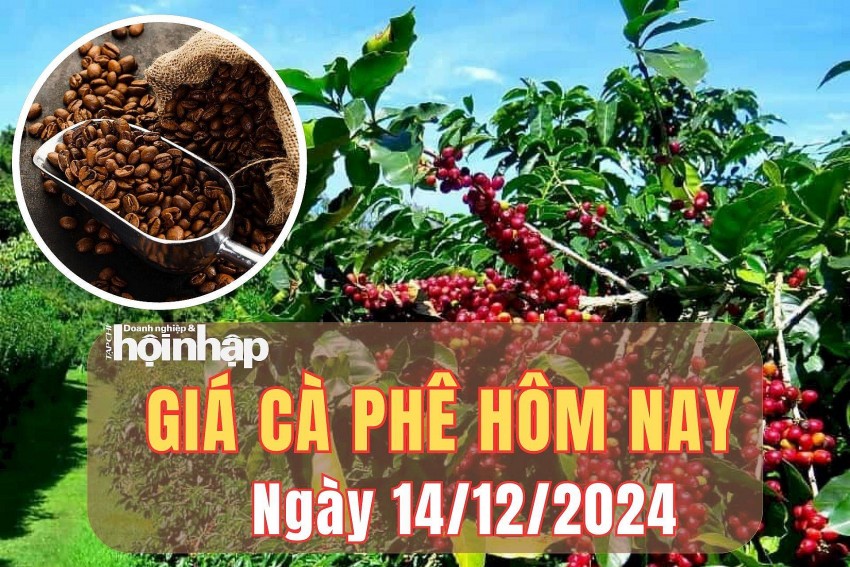 Giá cà phê hôm nay 14/12/2024: Giá cà phê hôm nay 14/12/2024: