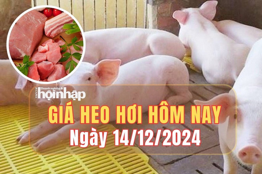 Giá heo hơi hôm nay 14/12/2024: Tại Đồng Tháp, giá heo hơi tăng 1.000 đồng/kg