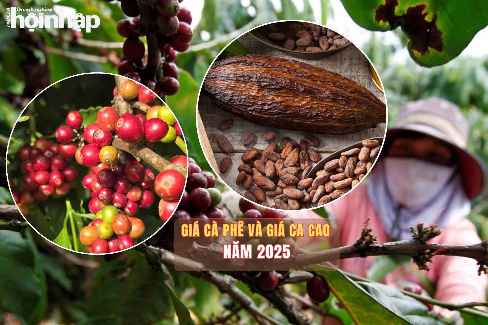 Giá cà phê và giá cacao dự kiến tiếp tục duy trì ở mức cao trong năm 2025