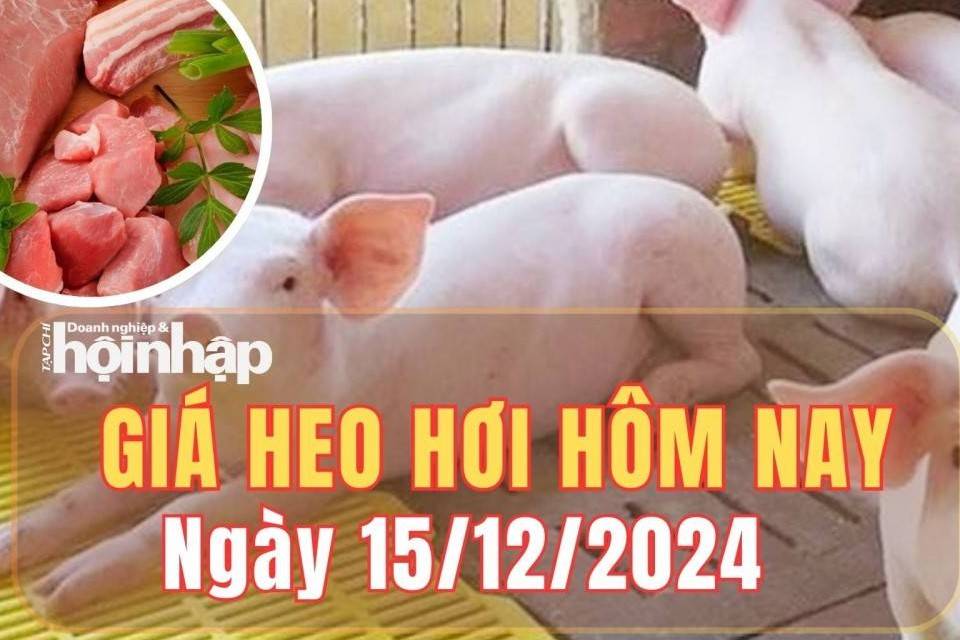 Giá heo hơi hôm nay 15/12/2024: Tuần qua, giá heo hơi tăng nhanh vào đầu tuần và chững lại vào cuối tuần