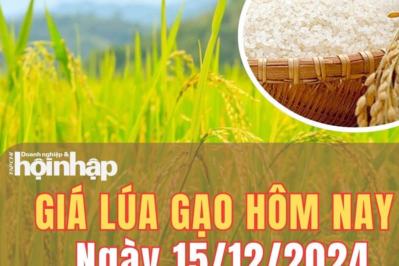 Giá lúa gạo hôm nay 15/12/2024: Giá gạo tiếp đà giảm 100 - 200 đồng/kg