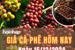 Giá cà phê hôm nay 15/12/2024: Giá cà phê trong nước duy trì đà tăng từ 800 - 1.000 đồng/kg