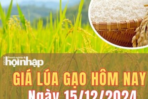 Giá lúa gạo hôm nay 15/12/2024: Giá gạo tiếp đà giảm 100 - 200 đồng/kg