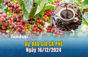 Dự báo giá cà phê 16/12: Xu hướng tăng tiếp tục trên thị trường nội địa
