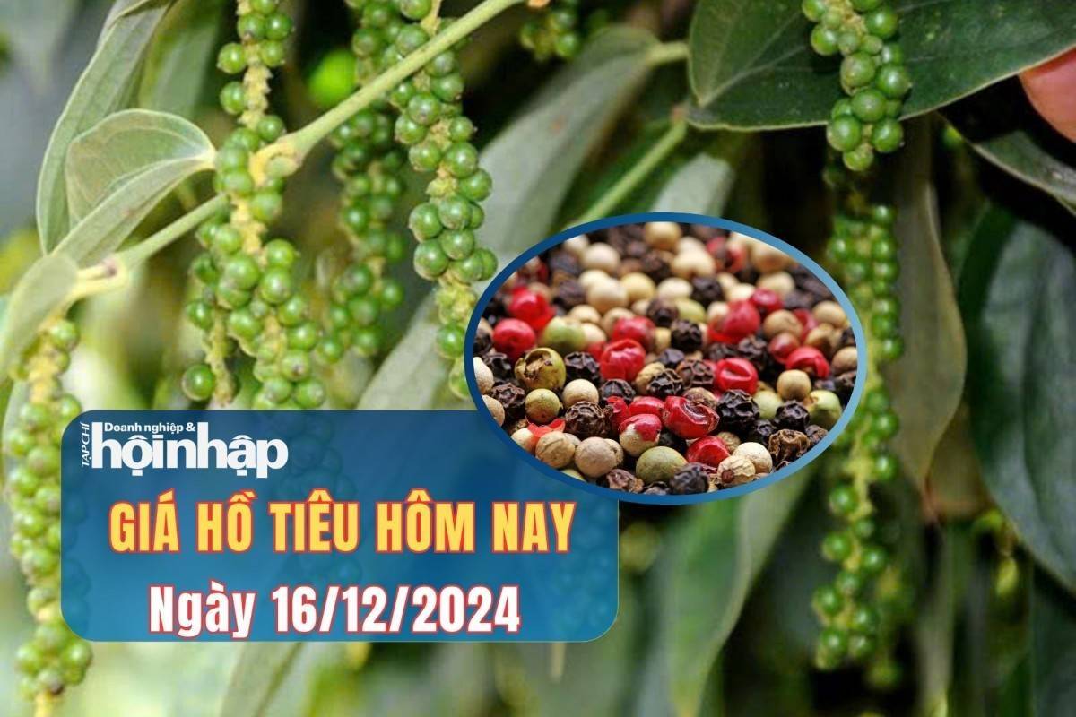 Giá tiêu hôm nay 16/12: Giá tiêu trong nước cao nhất 146.200 đồng/kg