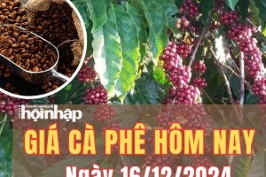 Giá cà phê hôm nay 16/12/2024: So với tuần trước, giá cà phê tăng từ 500 - 1.200 đồng/kg