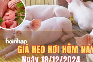 Giá heo hơi hôm nay 18/12/2024: Tại miền Bắc, giá heo hơi tại nhiều tỉnh, thành phố đạt mức 66.000 đồng/kg