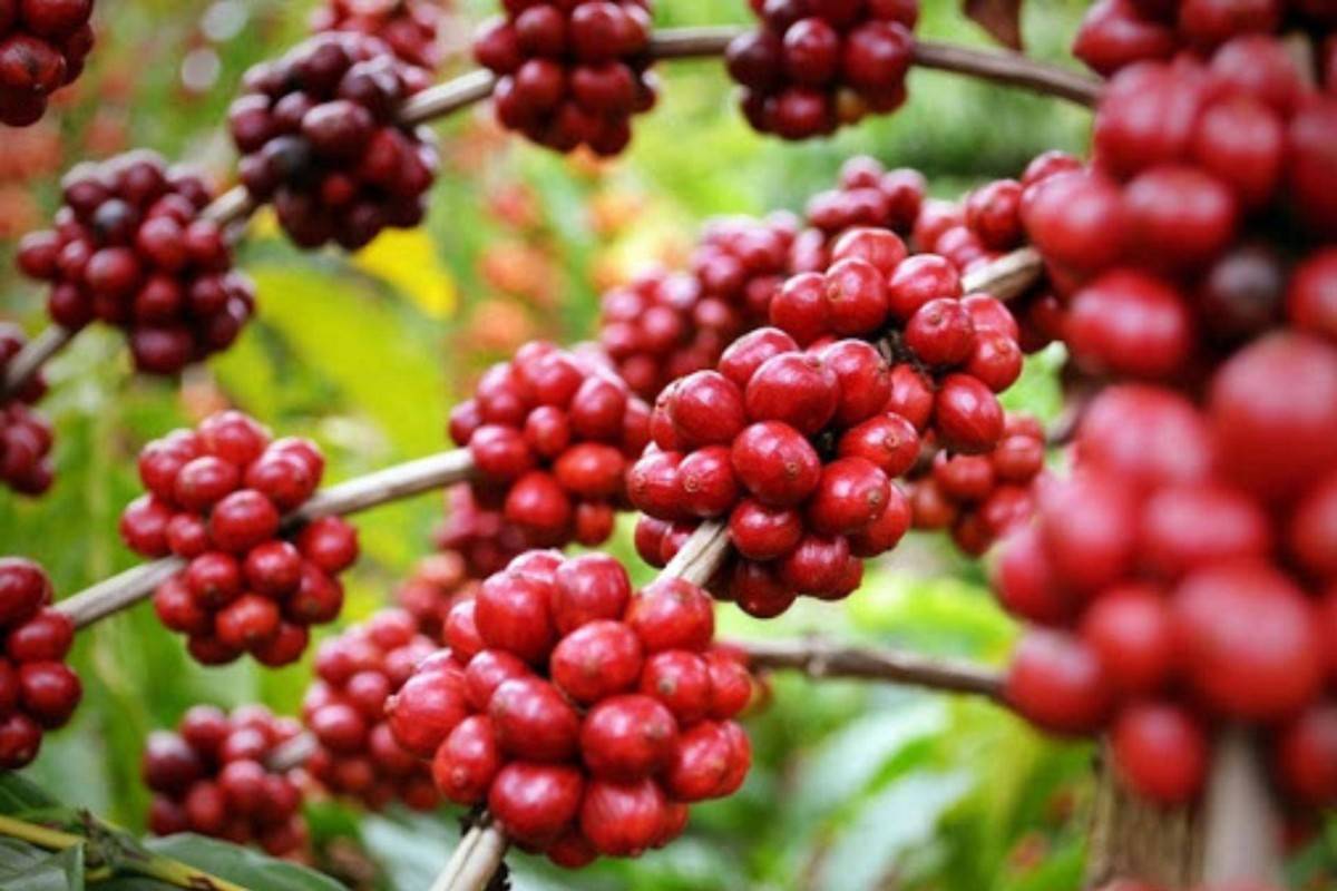 Giá ca cao đạt mức cao kỷ lục mới, dấy lên cảnh báo về biến động cực đoan Giá ca cao đạt mức cao kỷ lục mới, dấy lên cảnh báo về biến động cực đoan