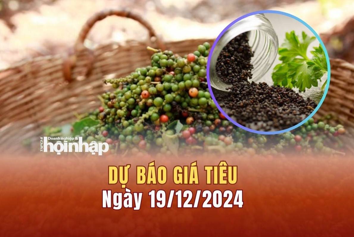 Dự báo giá tiêu 19/12: Xu hướng tăng nhẹ tiếp tục trên thị trường nội địa