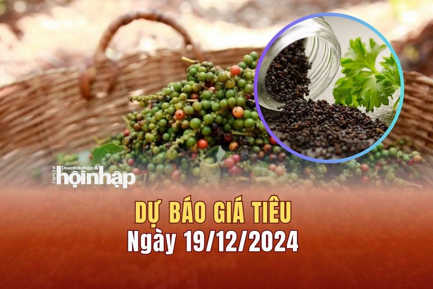 Dự báo giá tiêu 19/12/2024