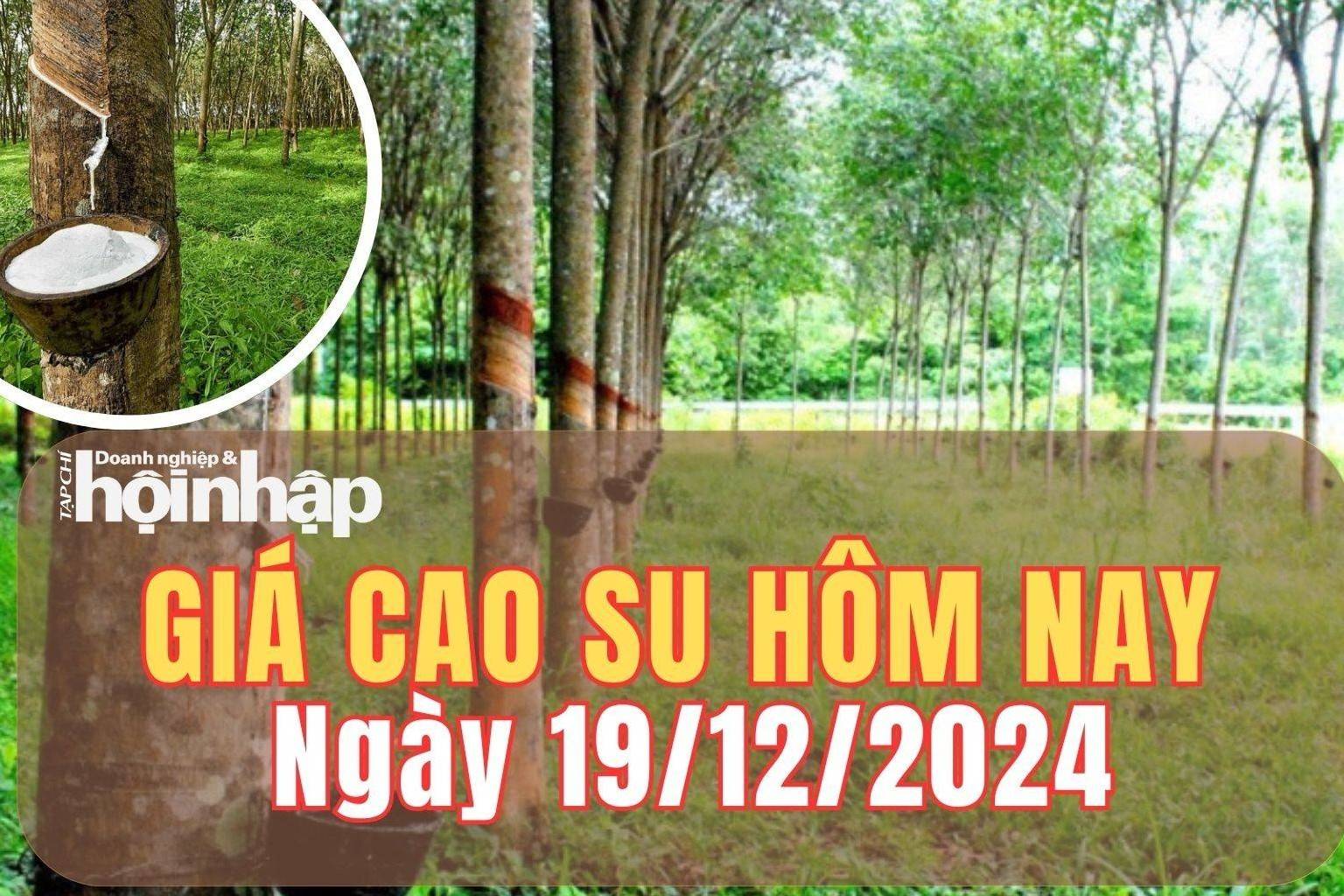 Giá cao su hôm nay 19/12/2024: Giá cao su thế giới duy trì đà giảm