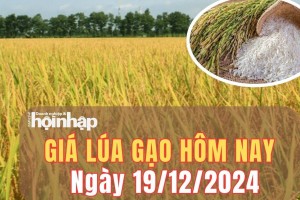 Giá lúa gạo hôm nay 19/12/2024: Giá gạo quay đầu giảm mạnh từ 100 - 300 đồng/kg