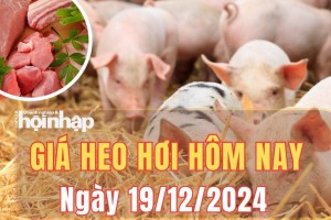 Giá heo hơi hôm nay 19/12/2024: Giá heo hơi tiếp đà tăng nhanh ở nhiều tỉnh