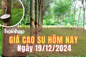 Giá cao su hôm nay 19/12/2024: Giá cao su thế giới duy trì đà giảm