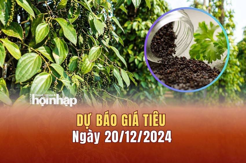 Dự báo giá tiêu 20/12: Giá tiêu trong nước giảm nhẹ