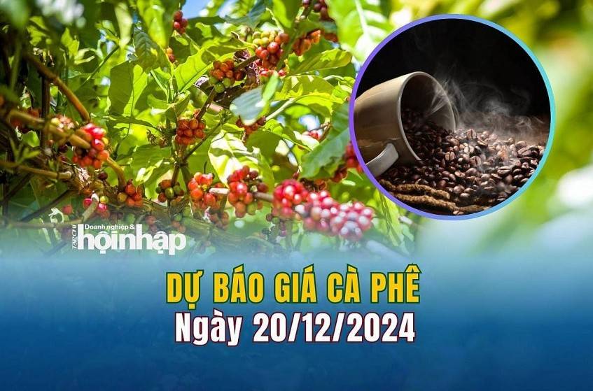 Dự báo giá cà phê 20/12: Tiếp tục xu hướng giảm nhẹ trên cả thị trường trong nước và quốc tế