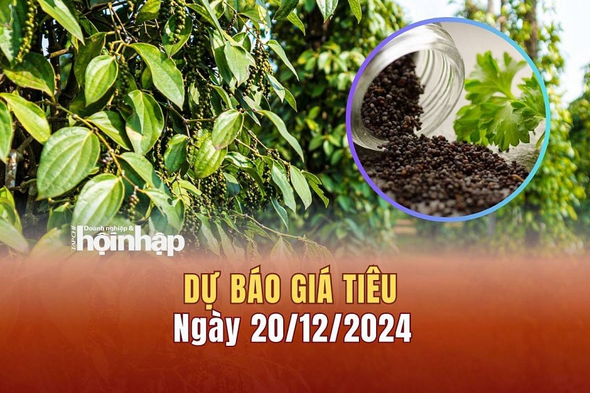 Dự báo giá tiêu 20/12/2024