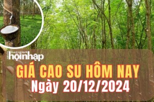 Giá cao su hôm nay 20/12/2024: Trên sàn Tocom và SHFE, giá cao su tăng - giảm trái chiều