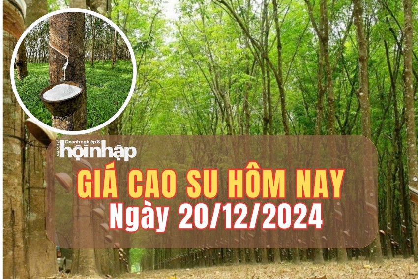 Giá cao su hôm nay 20/12/2024: Trên sàn Tocom và SHFE, giá cao su tăng - giảm trái chiều Giá cao su hôm nay 20/12/2024: Trên sàn Tocom và SHFE, giá cao su tăng - giảm trái chiều