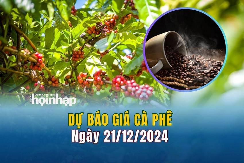 Dự báo giá cà phê 21/12: Cà phê trong nước duy trì ổn định sau chuỗi ngày giảm liên tiếp