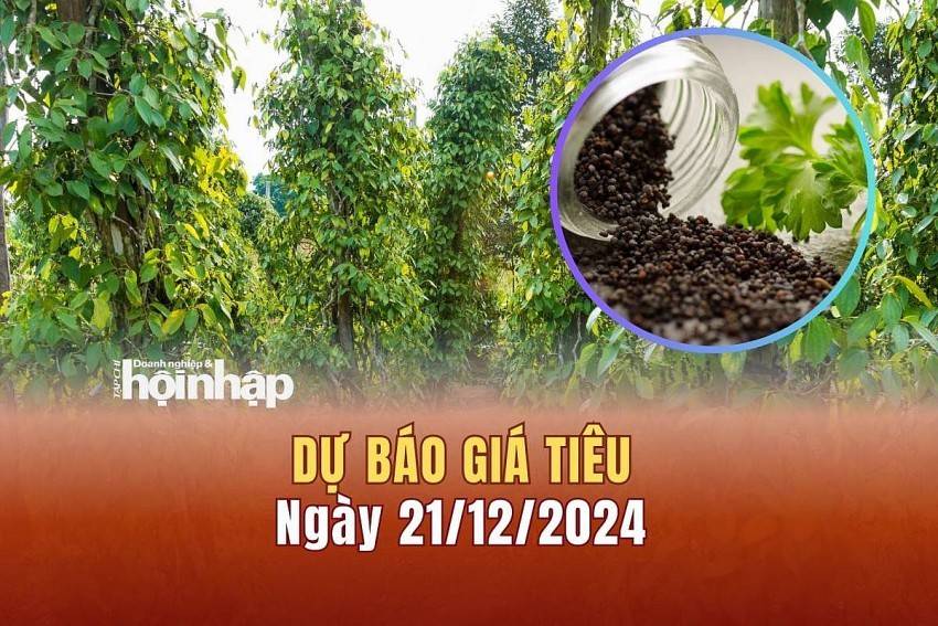 Dự báo giá tiêu 21/12: Xu hướng tăng trở lại trên thị trường nội địa