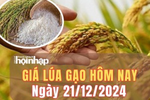 Giá lúa gạo hôm nay 21/12/2024: Giá lúa gạo trong nước giảm từ 100 - 400 đồng/kg