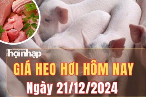 Giá heo hơi hôm nay 21/12/2024: Giá heo hơi tăng từ 1.000 - 2.000 đồng/kg tại nhiều địa phương