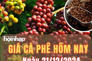 Giá cà phê hôm nay 21/12/2024: Giá cà phê trong nước bất ngờ giảm mạnh từ 1.000 - 2.000 đồng/kg