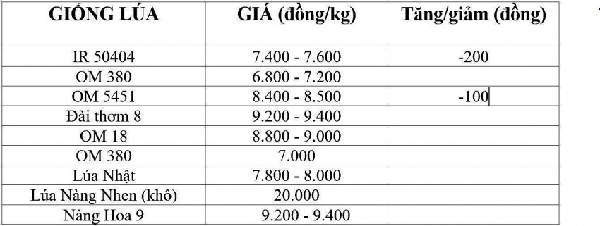 Giá lúa gạo hôm nay 21/12/2024: Giá lúa gạo trong nước và xuất khẩu ổn định