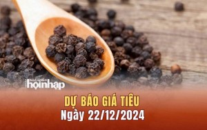 Dự báo giá tiêu 22/12: Giá tiêu trong nước tăng nhẹ