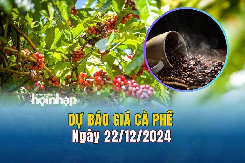 Dự báo giá cà phê 22/12/2024 Dự báo giá cà phê 22/12/2024