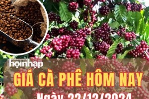 Giá cà phê hôm nay 22/12/2024: Vào phiên thứ tư liên tiếp, giá cà phê trong nước giảm từ 700 - 1.000 đồng/kg