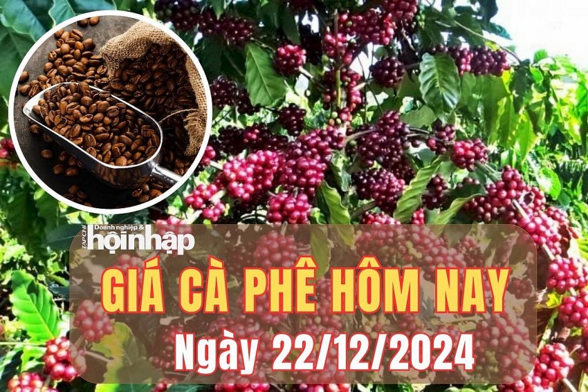 Giá cà phê hôm nay 22/12/2024: Vào phiên thứ tư liên tiếp, giá cà phê trong nước giảm từ 700 - 1.000 đồng/kg.