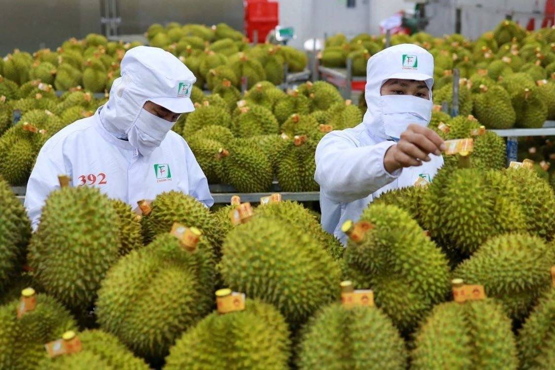 EU tạm tăng gấp đôi tần suất kiểm tra sầu riêng Việt Nam tại biên giới