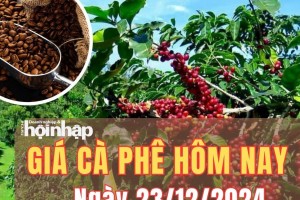 Giá cà phê hôm nay 23/12/2024: Tuần qua, giá cà phê trong nước giảm từ 3.000 – 4.000 đồng/kg