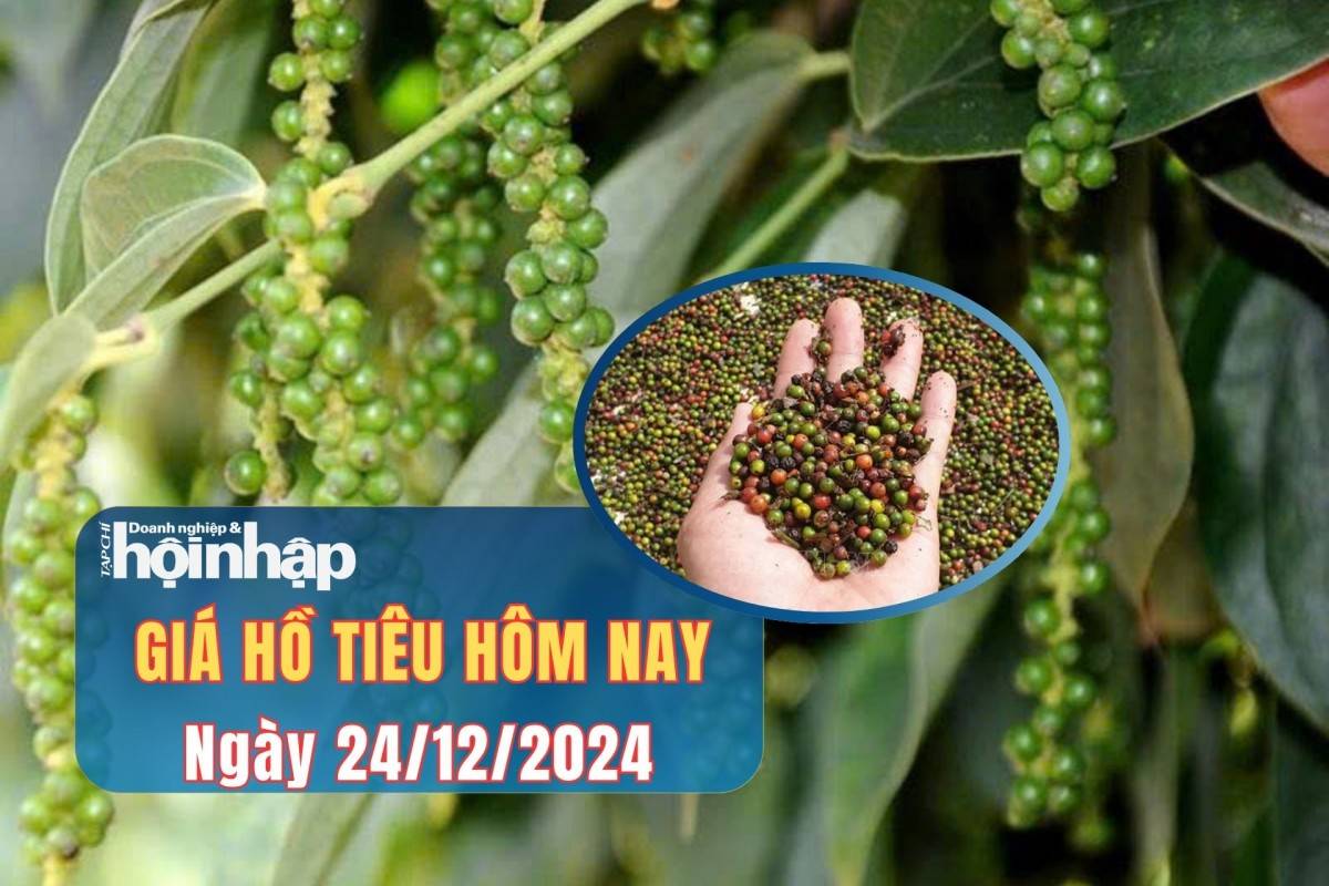 Giá tiêu hôm nay 24/12: Giá tiêu trong nước giảm  Giá tiêu hôm nay 24/12: Giá tiêu trong nước giảm