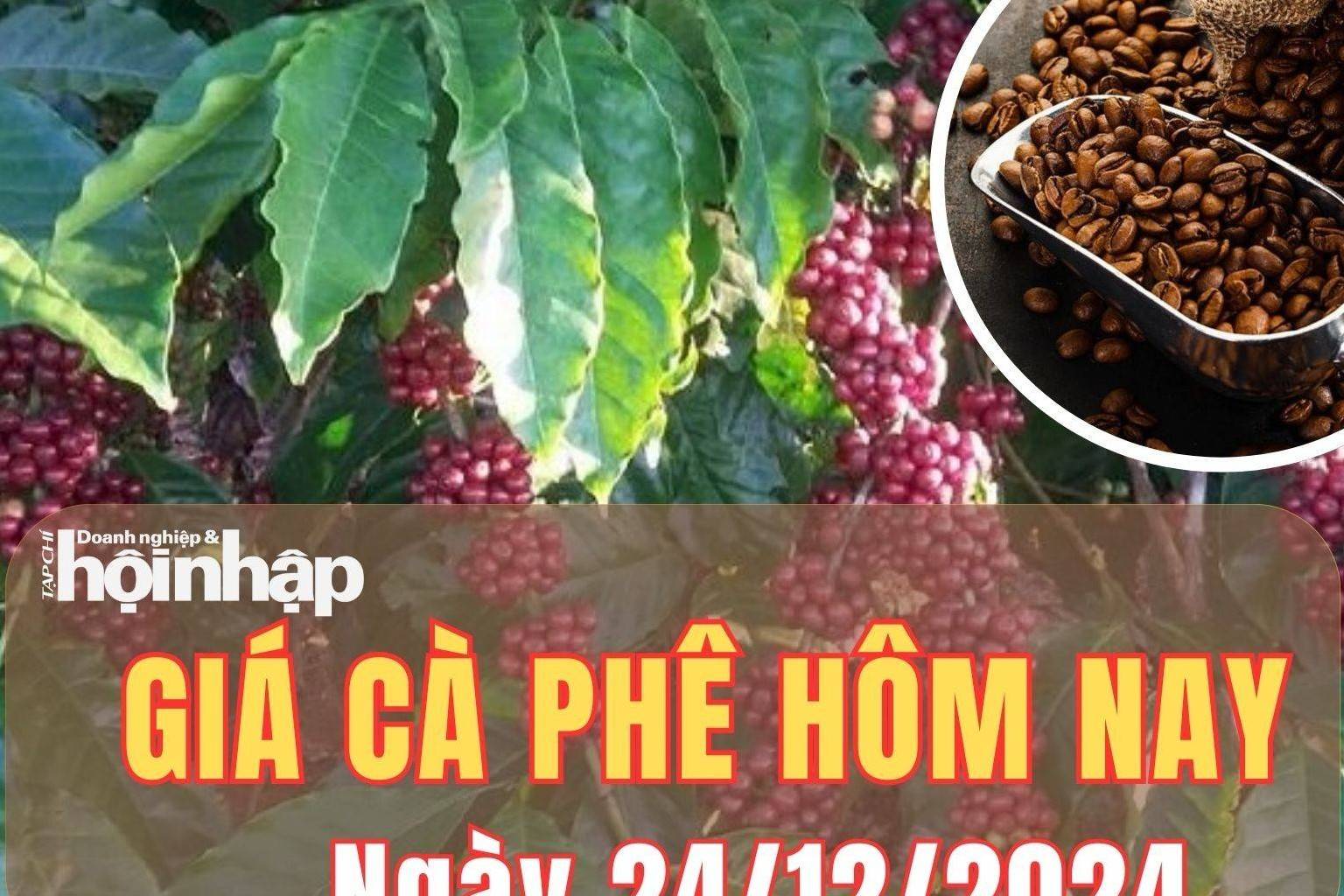 Giá cà phê hôm nay 24/12/2024: Giá cà phê trong nước duy trì đà giảm nhẹ từ 300 - 700 đồng/kg