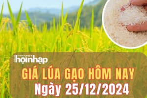 Giá lúa gạo hôm nay 25/12/2024: Giá lúa gạo trong nước và xuất khẩu đồng loạt giảm