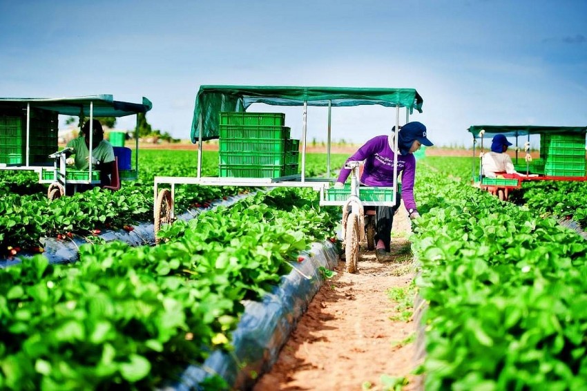 Những doanh nghiệp được đưa lao động sang làm việc tại Australia