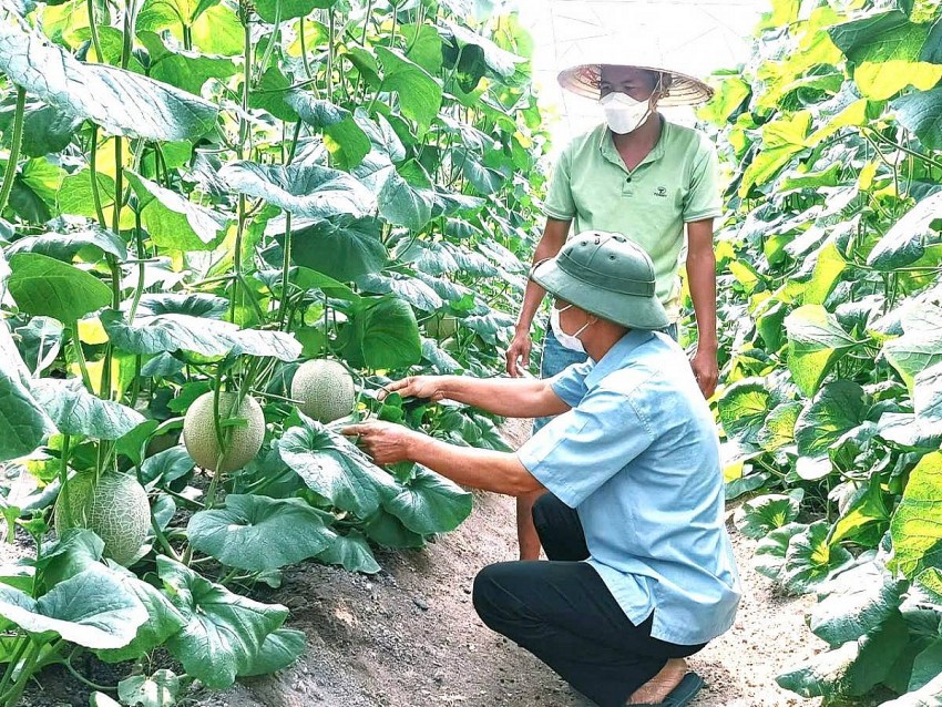 Nông nghiệp tỉnh Bình Dương chuyển mình hướng đến nâng cao giá trị bền vững