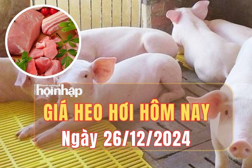 Giá heo hơi hôm nay 26/12/2024: Miền Bắc, giá heo hơi đảo chiều giảm 1.000 đồng/kg .